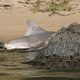 Illustration for article titled Crocodile vs. Shark: Now We Know